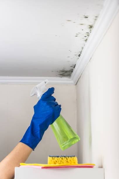 Best Residential Mold Remediation in Kerhonkson, NY